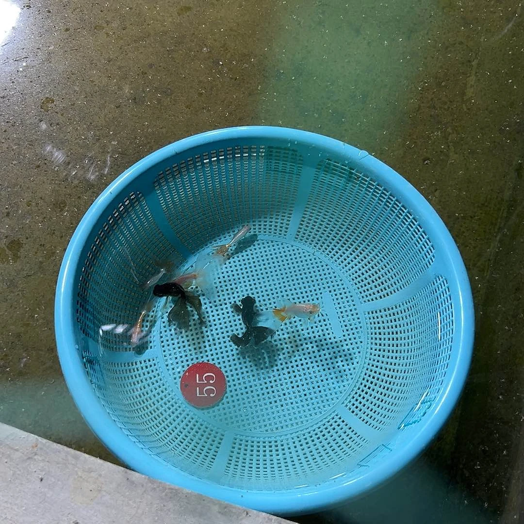晨***@海水加群尾蝶2条