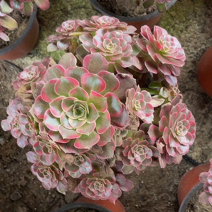 安娜精品脱土发货