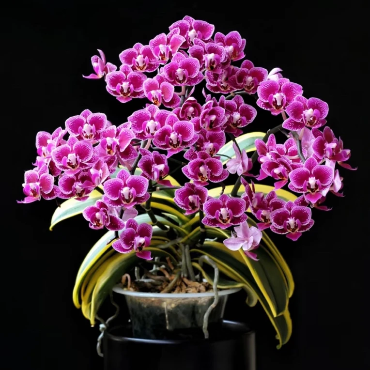 金边蔓越莓蝴蝶兰 小花形观花观叶