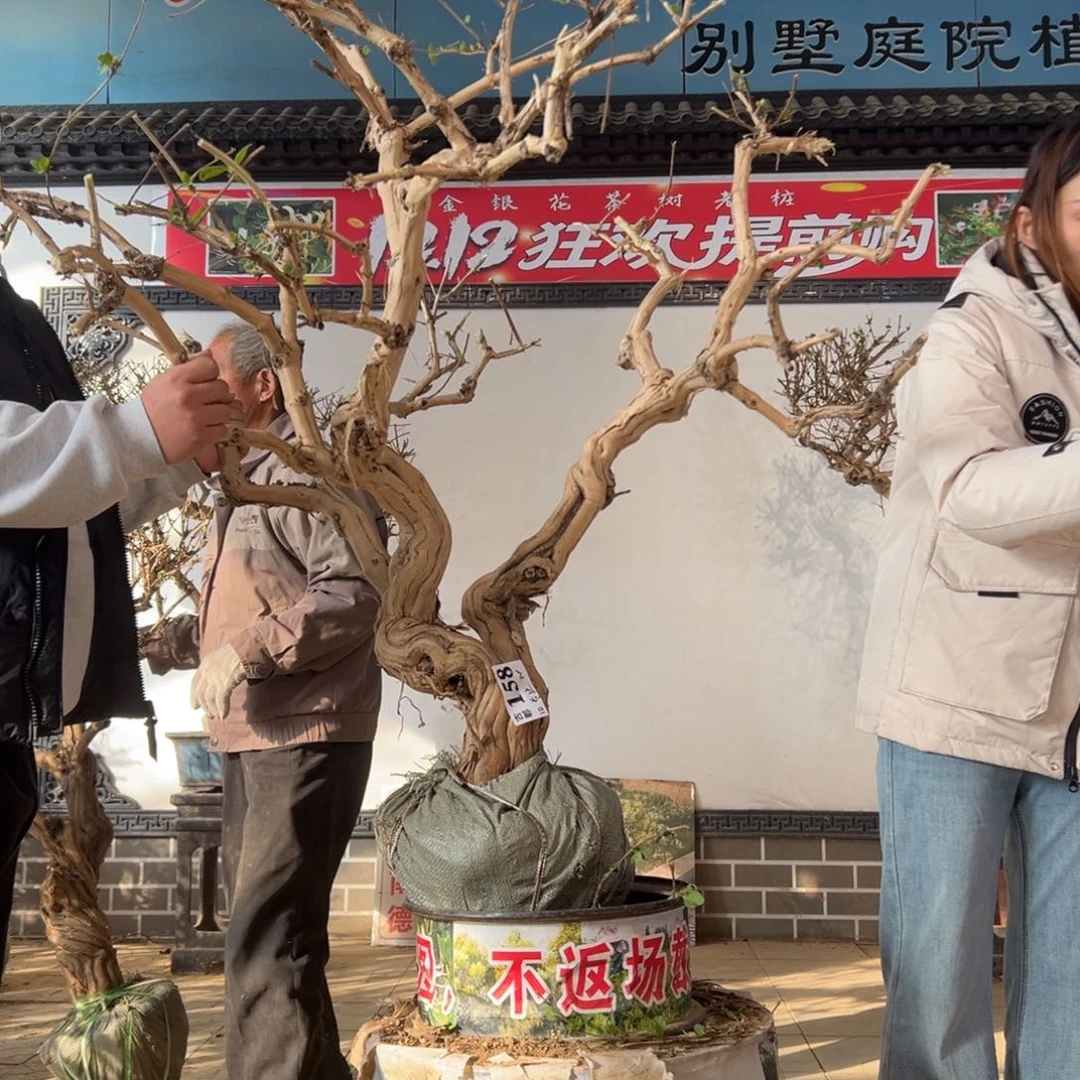 无花朵金银花885558555666898