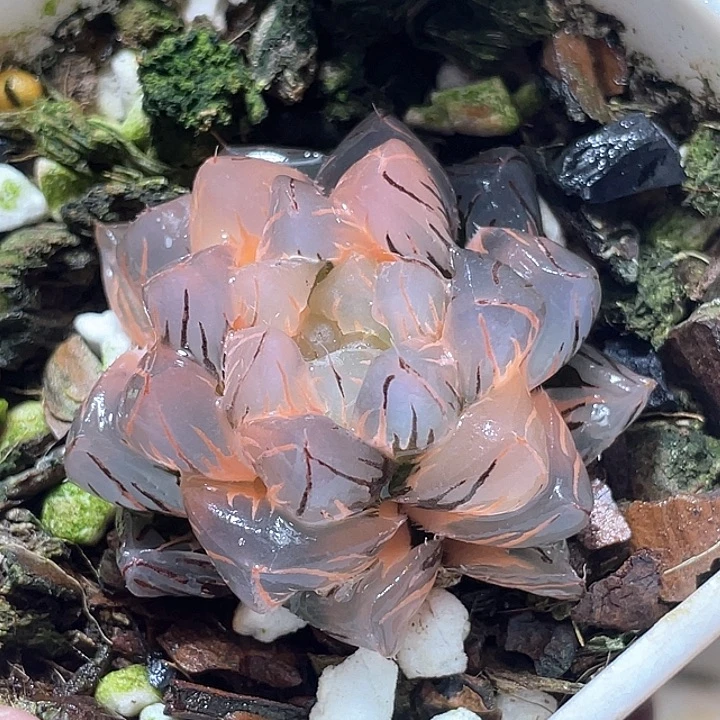 738水中月锦特选福利