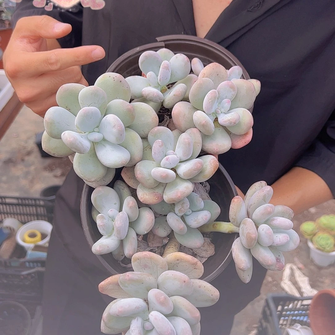 多头大盆群原始奶两盆