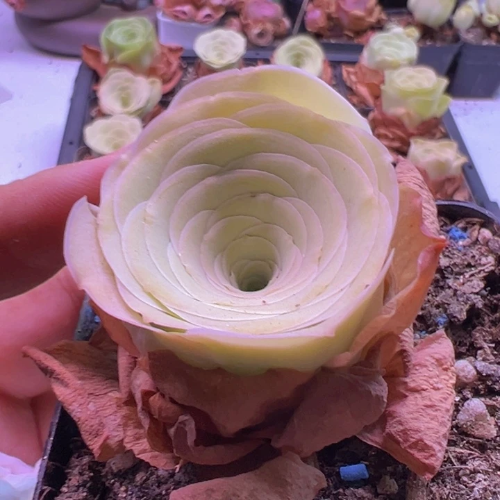 开播福利玫瑰一颗酒杯