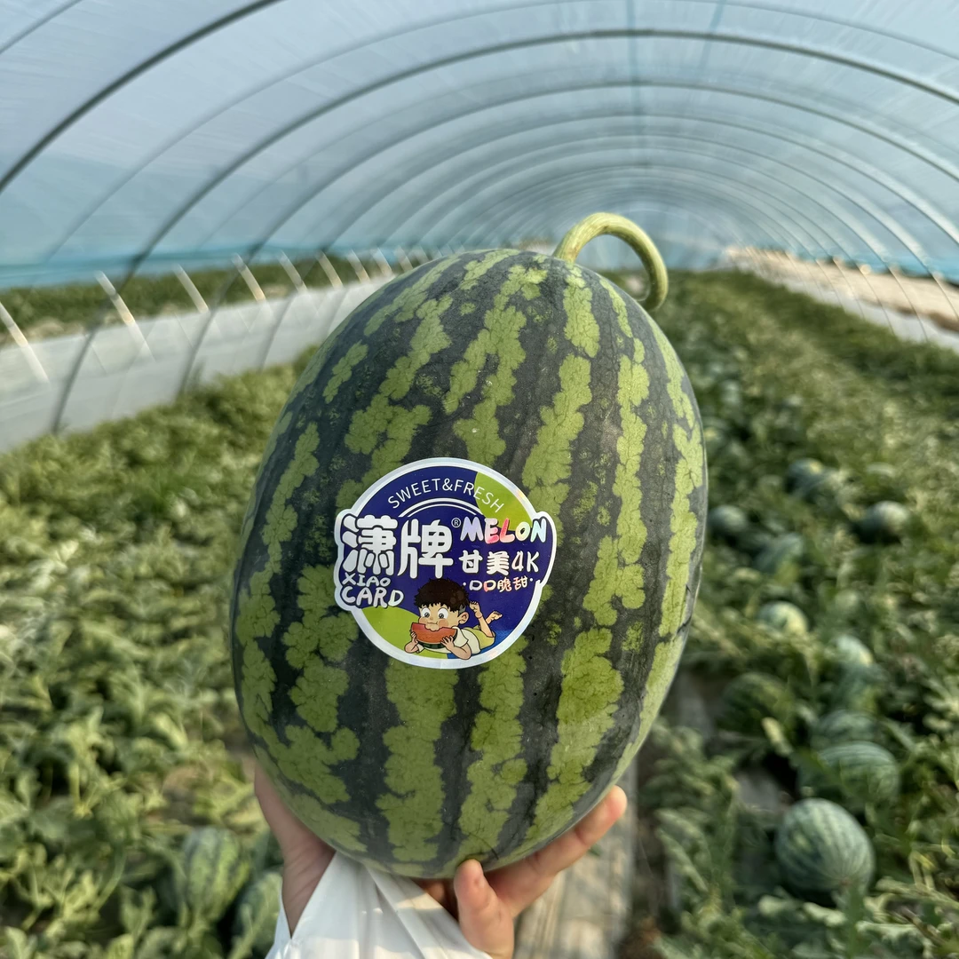 【乐鲜果园】潇牌甘美4K西瓜1个装当季新鲜西瓜