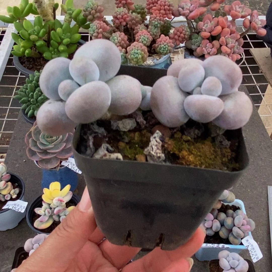 3553芭比奶酪6cm多肉