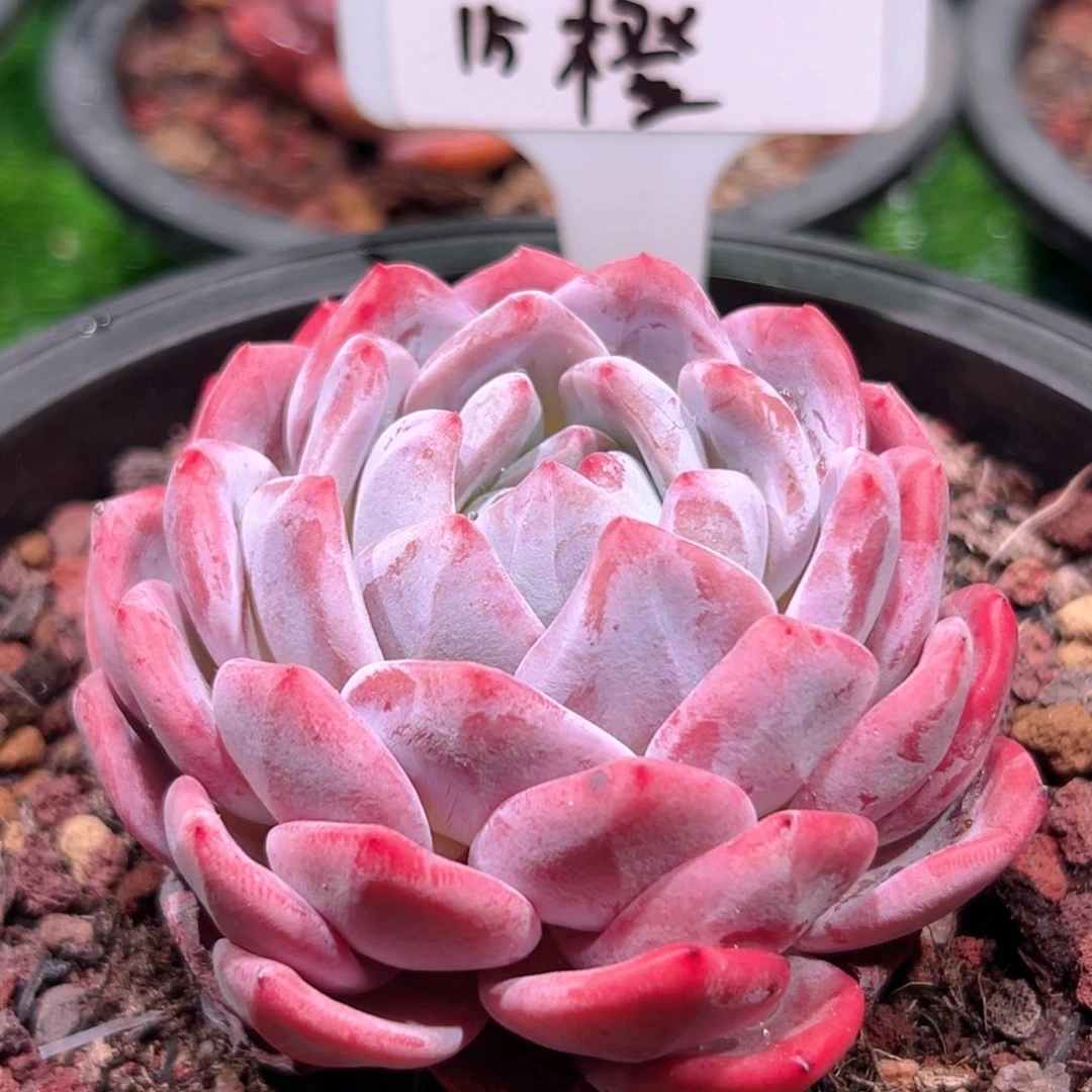 八****15橙子，一物一拍。