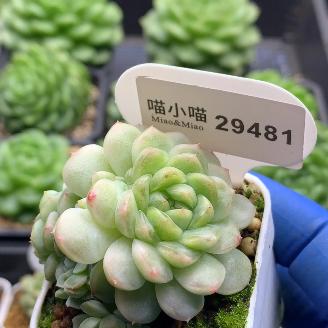 多肉植物杂交珍妮