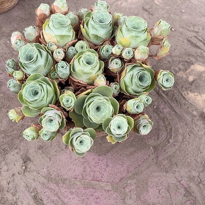 小玉玫瑰群8个带框