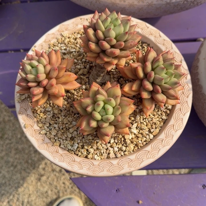 米其林 4头 一物一拍