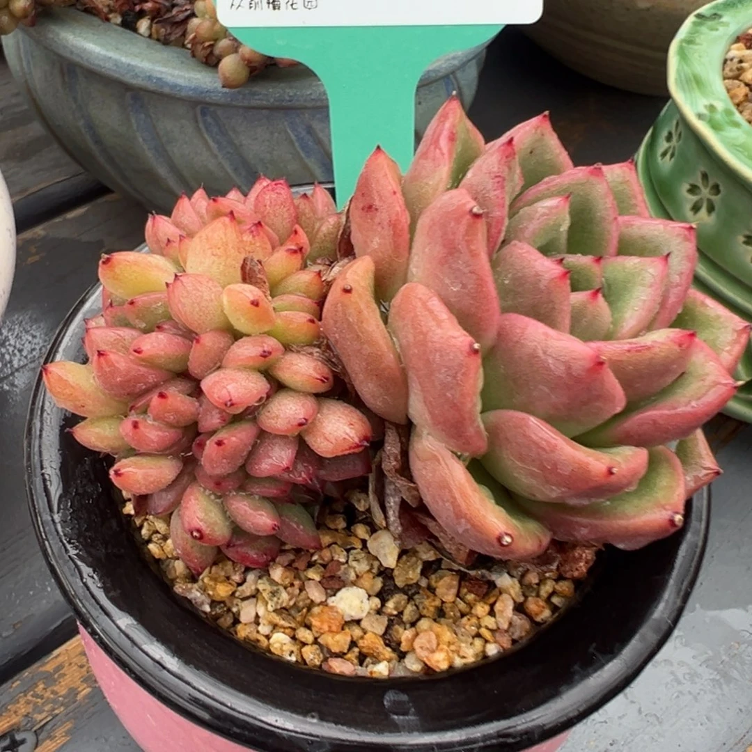 从前慢多肉精选编号0629.20