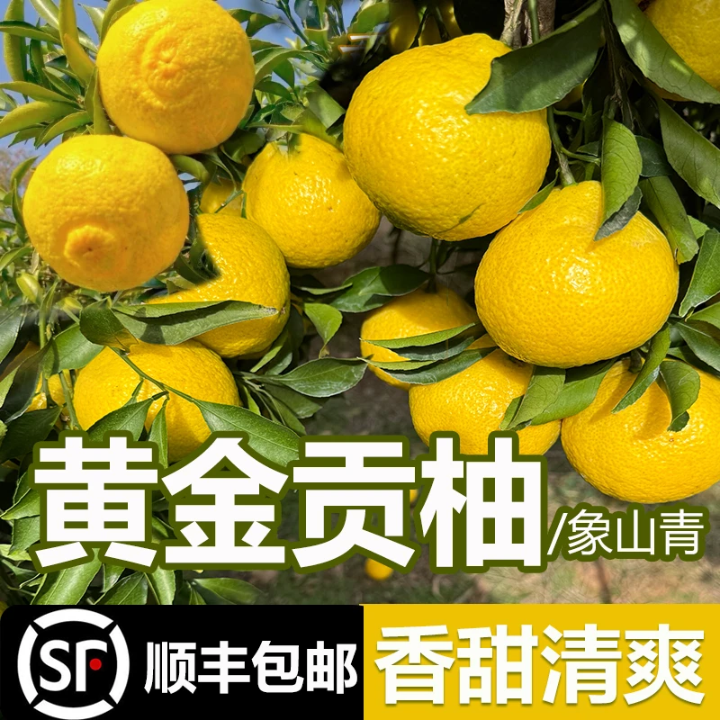 【助力果农】湘西黄金贡柚应季新鲜孕妇水果又名春香柚象山青4.5斤
