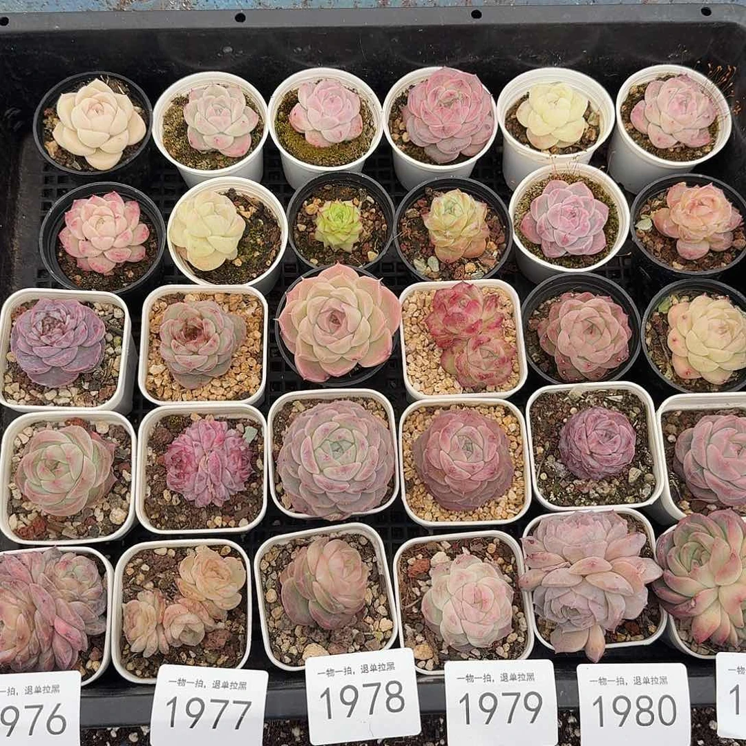 杂交新品珍妮多肉1977