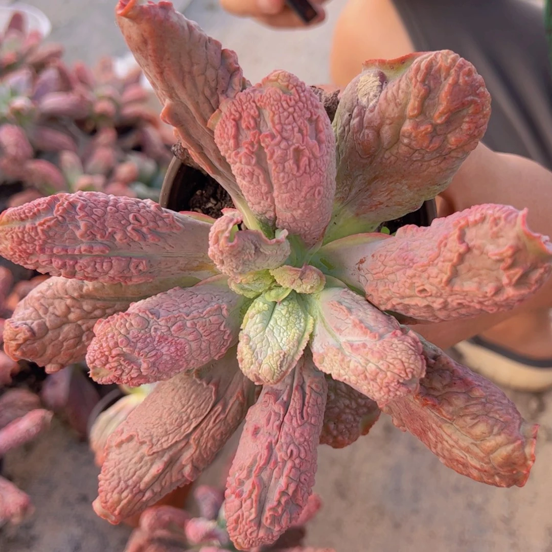 狂野男爵大单头老桩