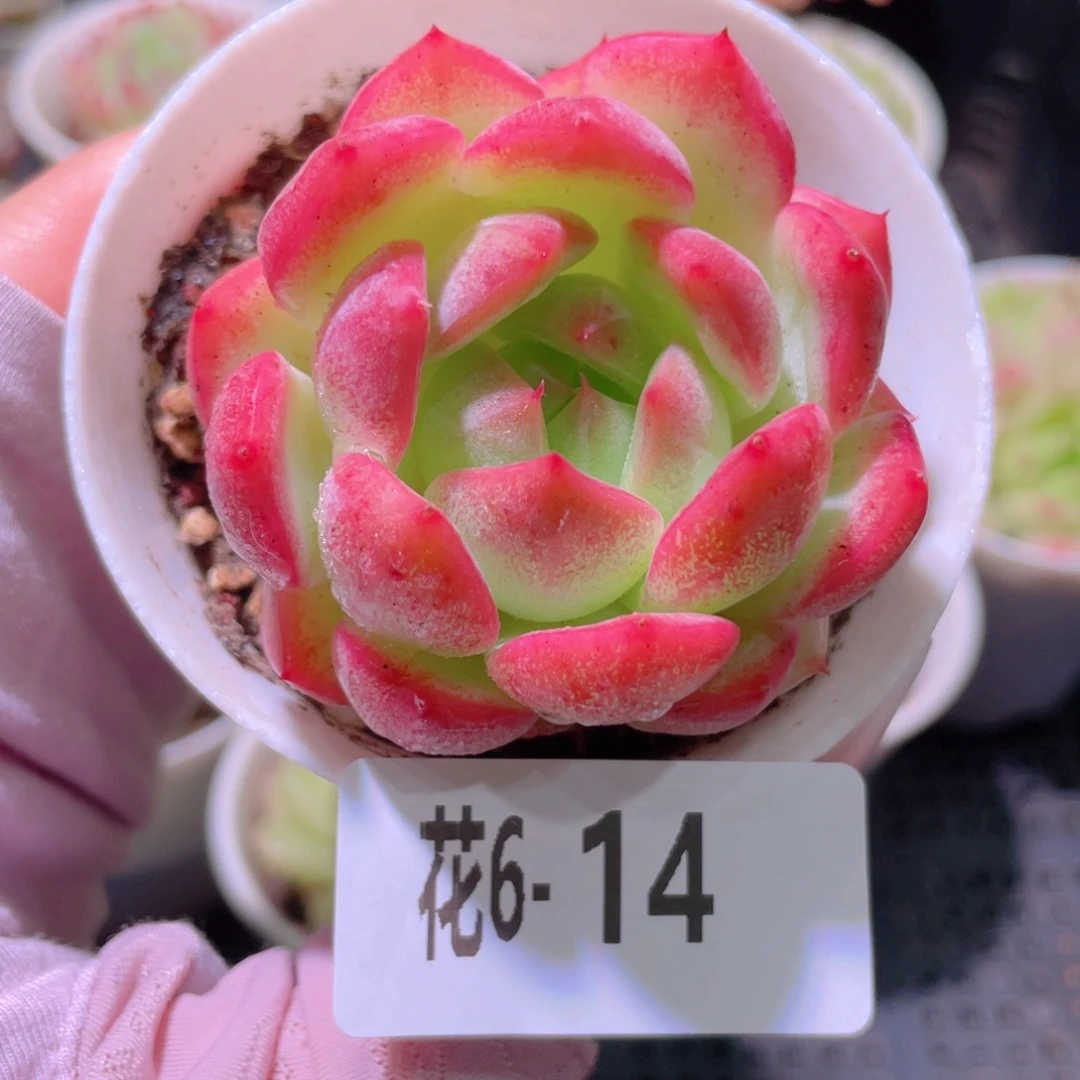 花利美6-14新品单头