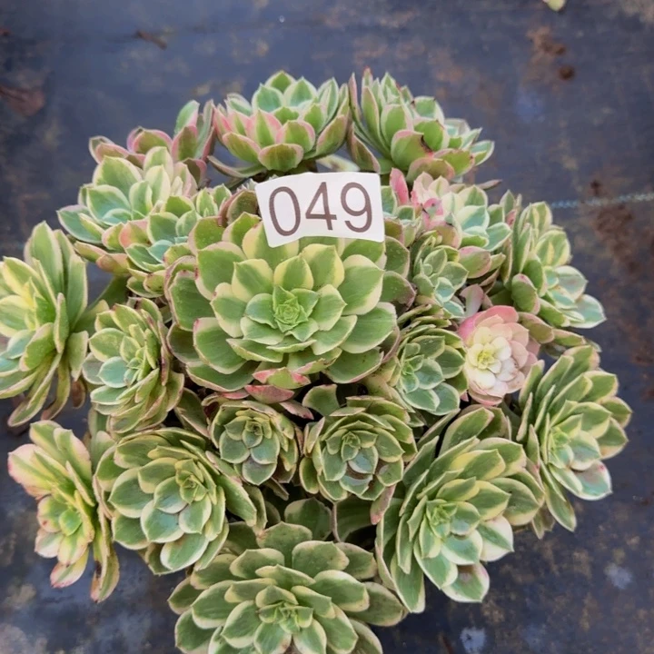 0000000000049玉芙蓉