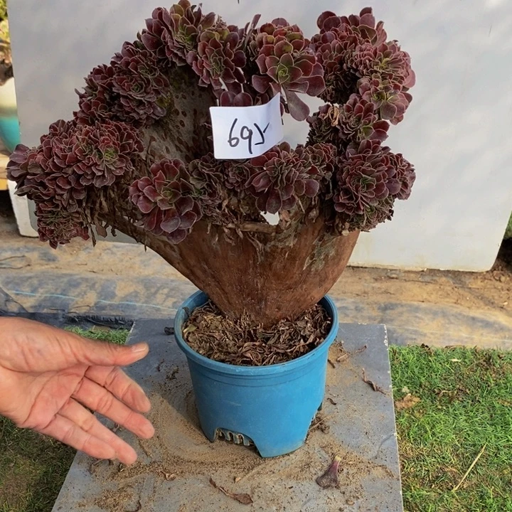 完全开放695号欧紫缀化多肉1颗