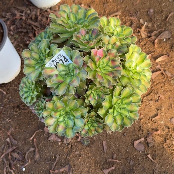 韶华874官服20左右2