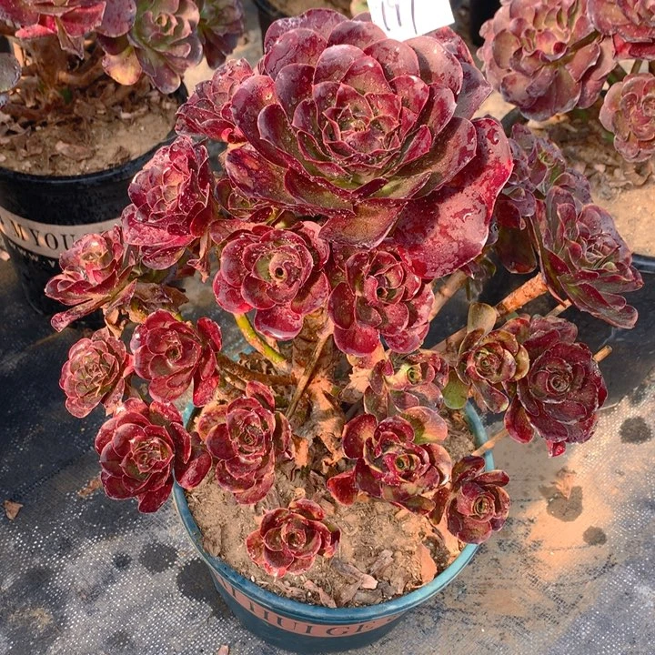 197魅金玫瑰捧花朵朵