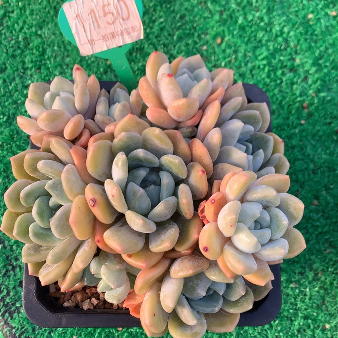 冰橙捧花开播福利