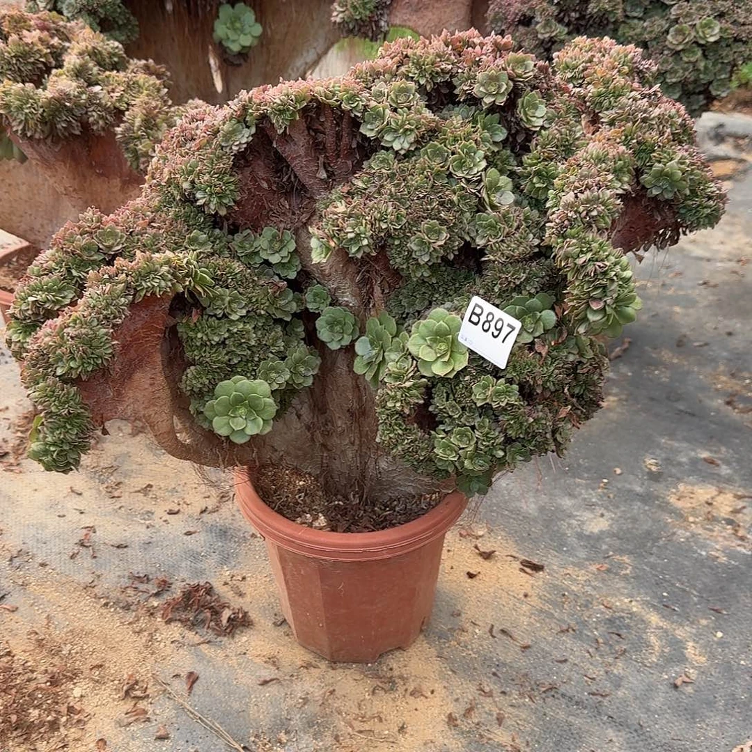 897万缀朵朵微瑕一颗