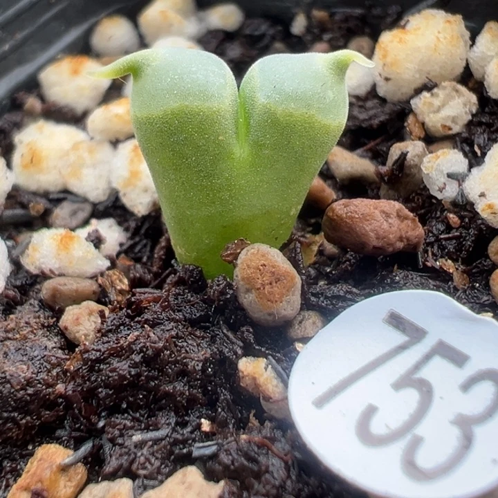 753号11111111111111111