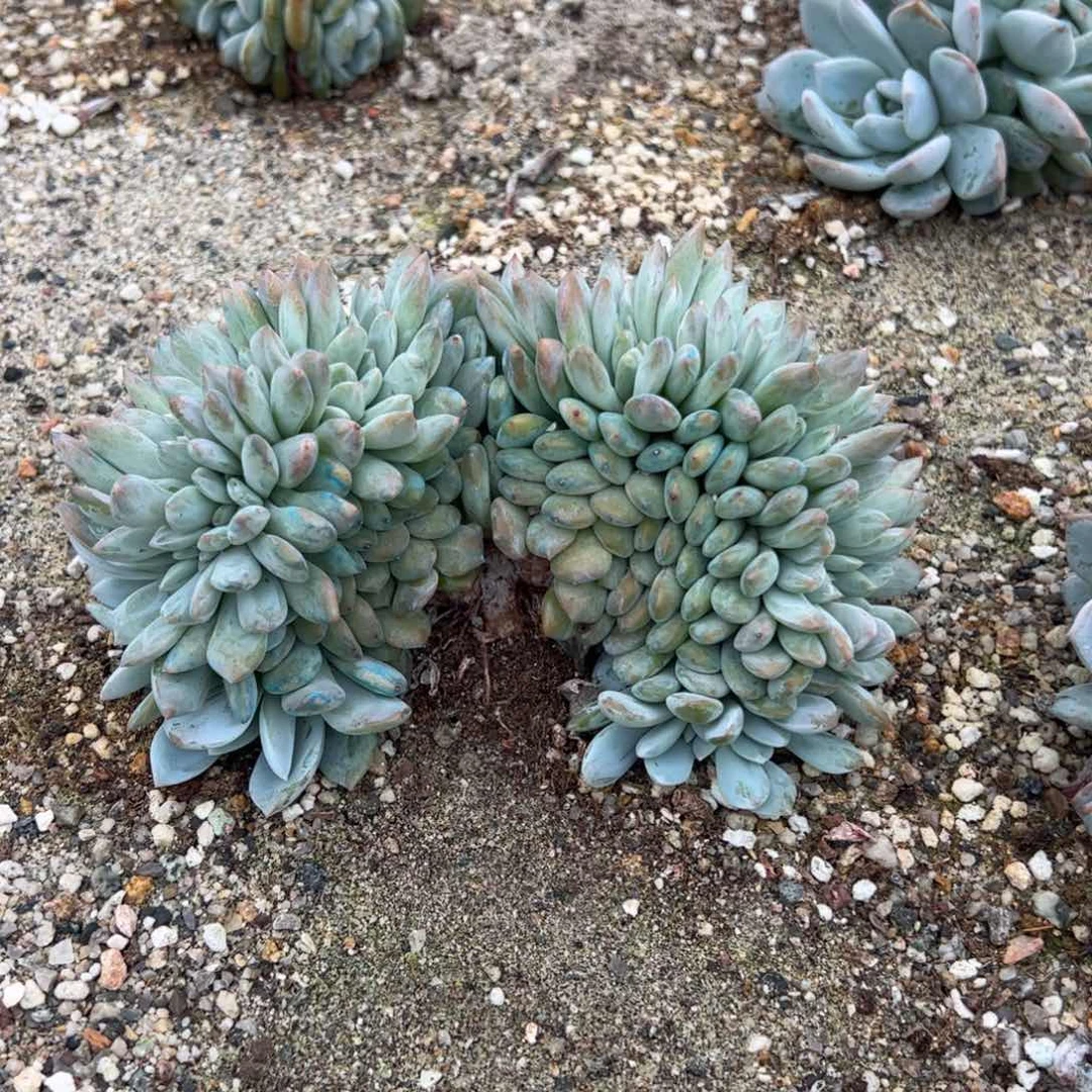 4号多肉多肉多肉多肉多肉