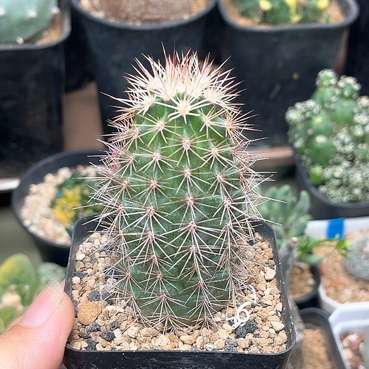 无花朵锦御旗虾实生球一颗