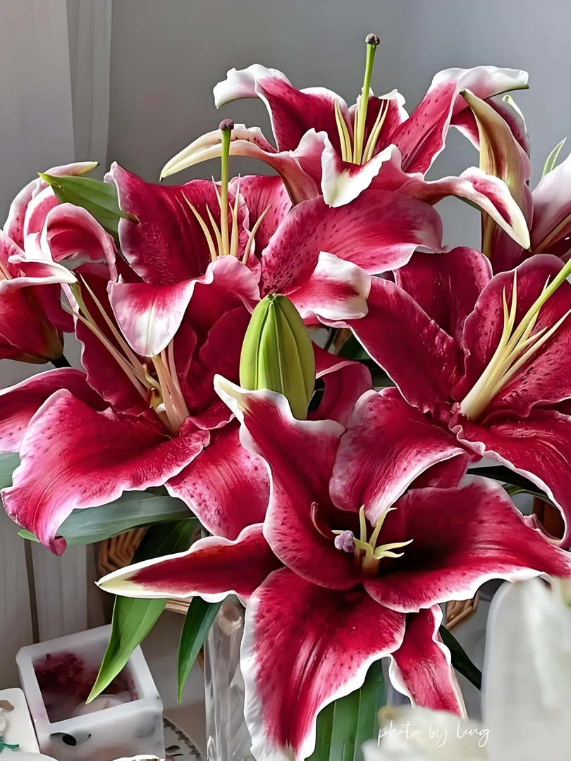 【黑美人】云南基地直发黑美人香水百合家用鲜花包邮