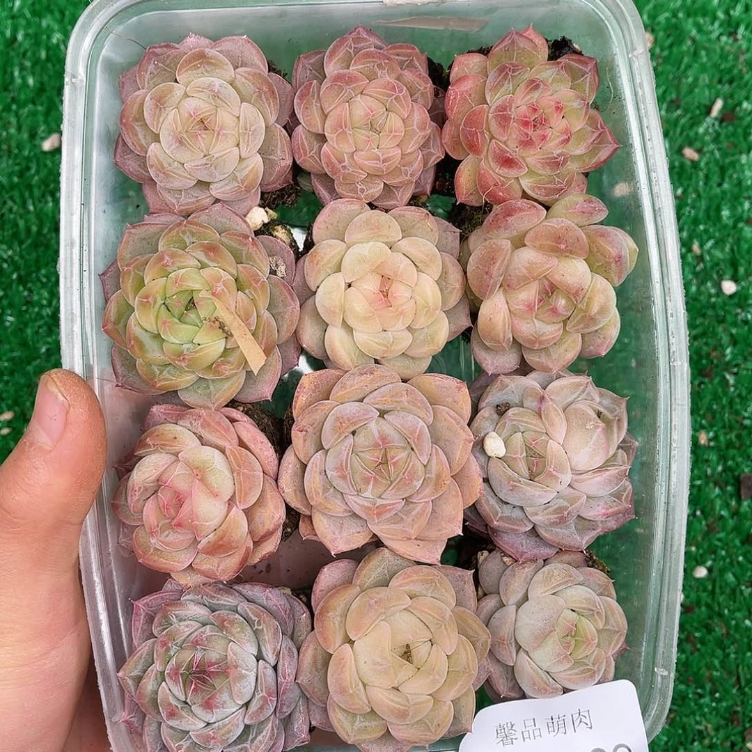 多肉一物一拍23-189