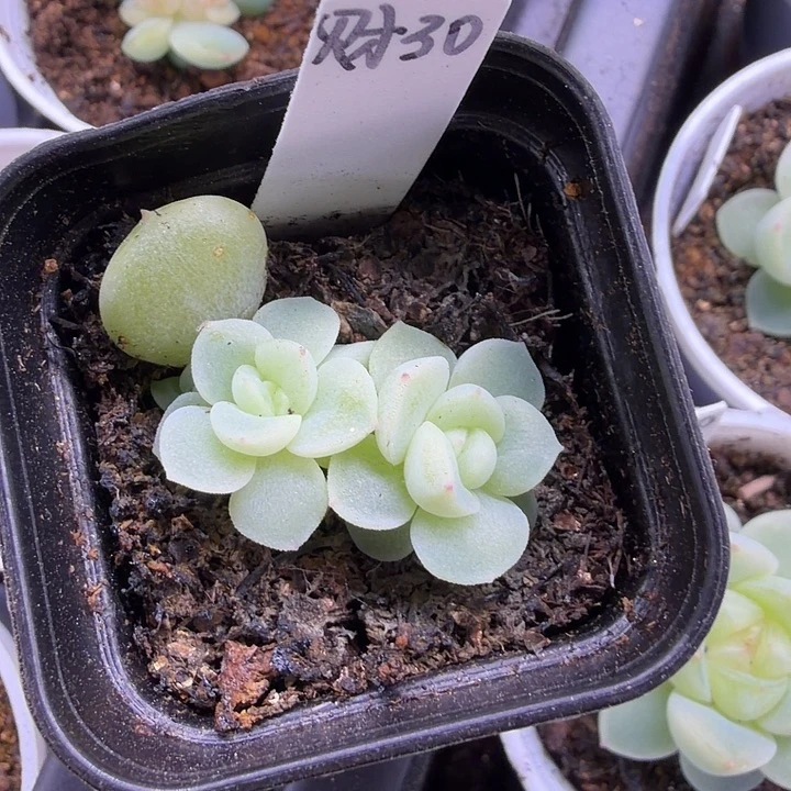 *****财富密码30号双头
