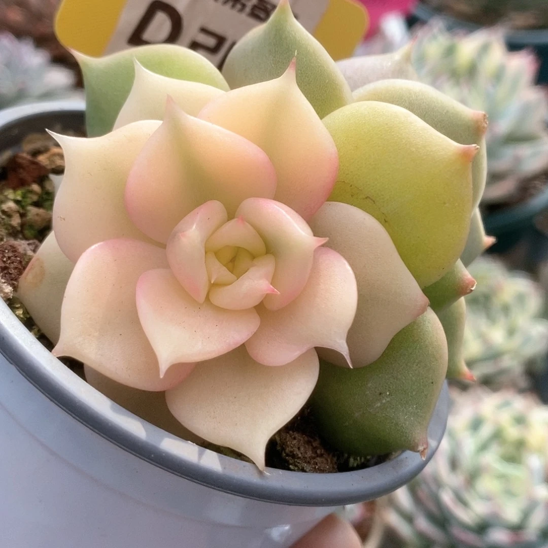 289贝加尔湖锦锦锦