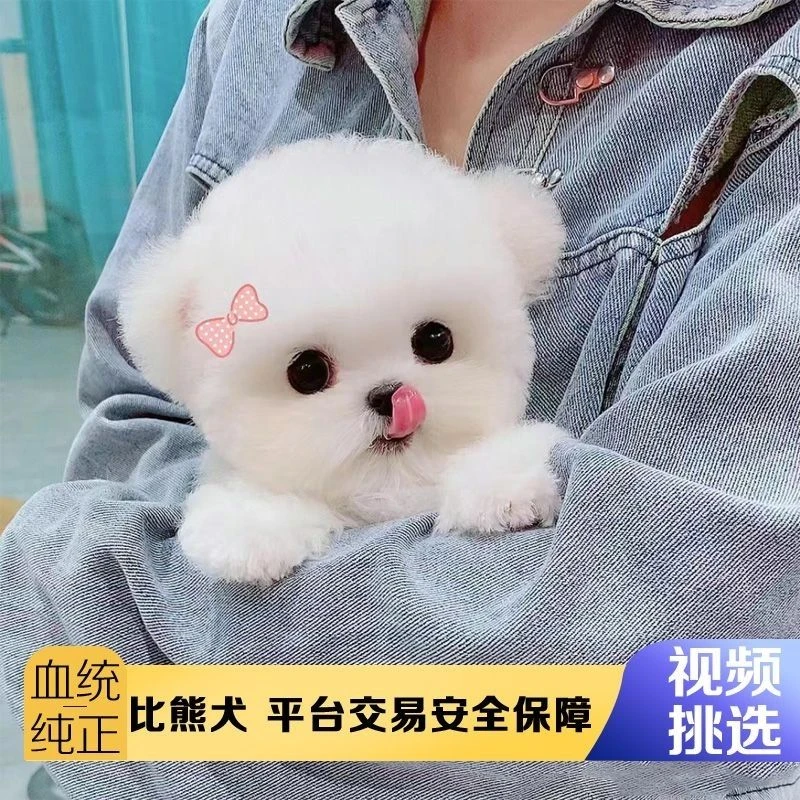 光头92李恒纯种泰迪熊犬马尔泰犬泰迪犬幼犬小体长不大茶杯米其耳