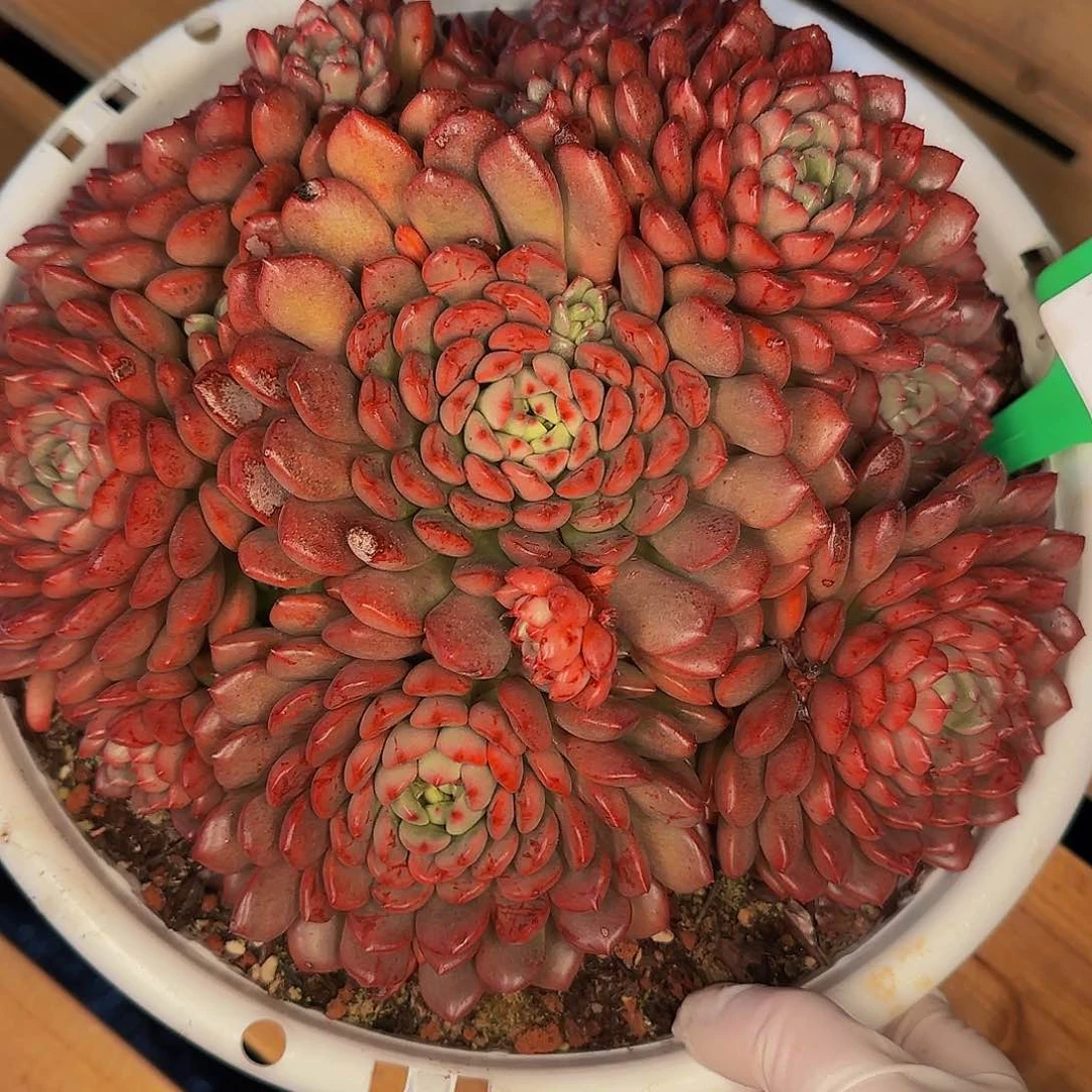 ?*然1635不哈怕他爸爸吧