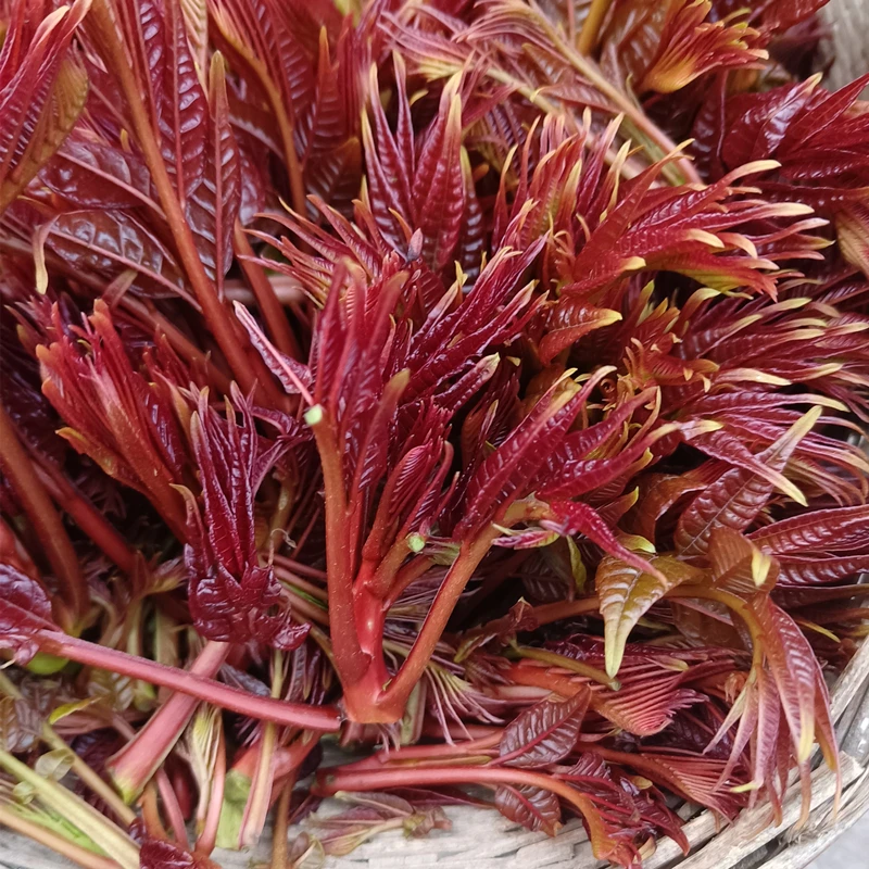 嫩香椿芽新鲜食用春天露天红油椿芽重庆特产农家现摘春尖应季蔬菜
