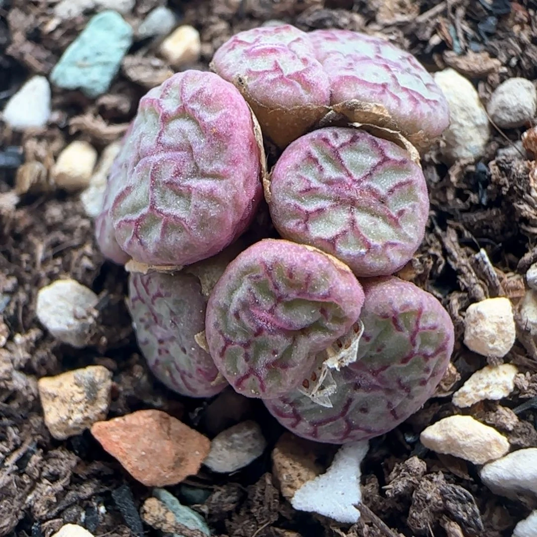 590/九头墨纹青姬/