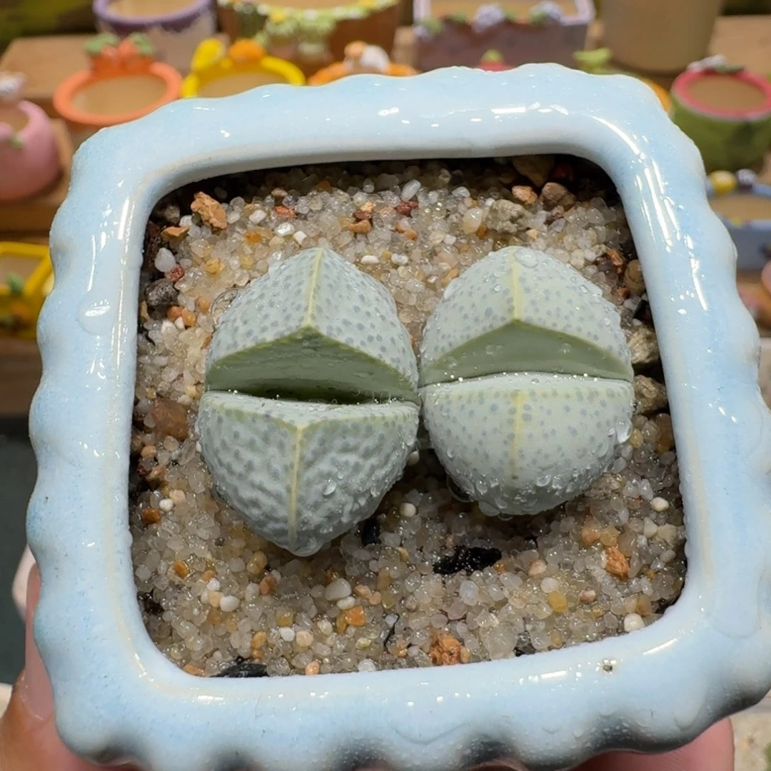 蘑菇1013绿松石多肉植物