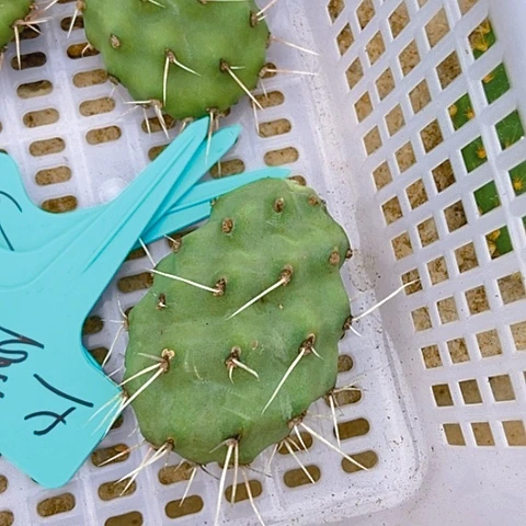 黎***和仙人掌土豆一片无根