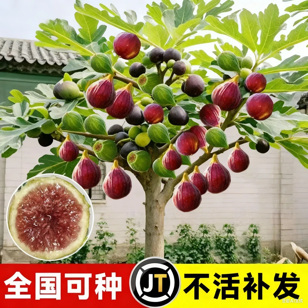 无花果苗无花果树适合芭劳奈果树苗南北方阳台庭院种植盆栽滴地栽