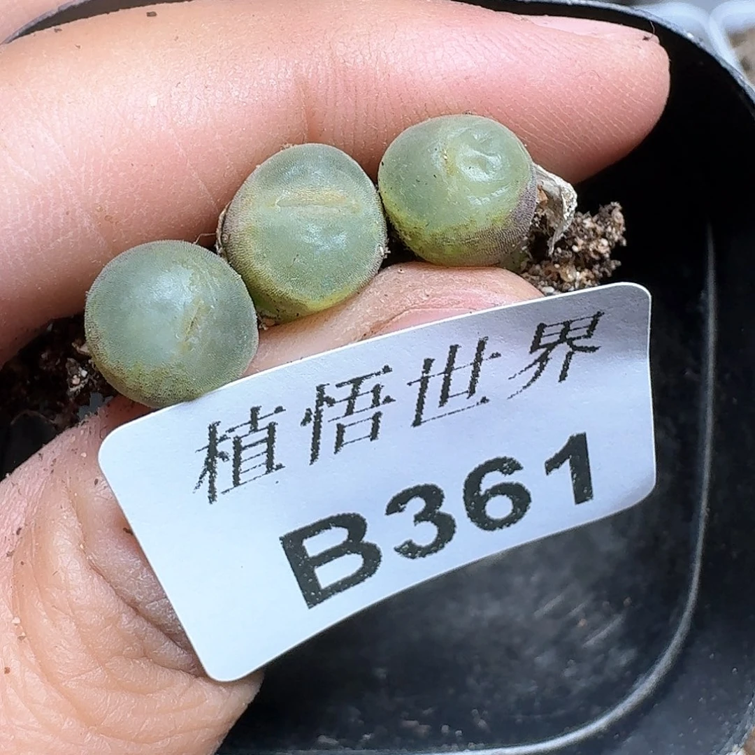 361）号多肉植物哇cgj