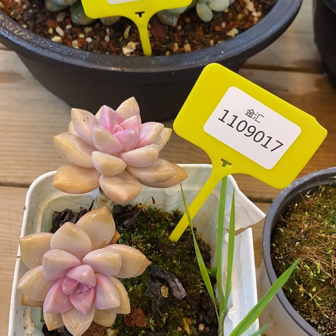 ꉂ****不售后不包整1109017