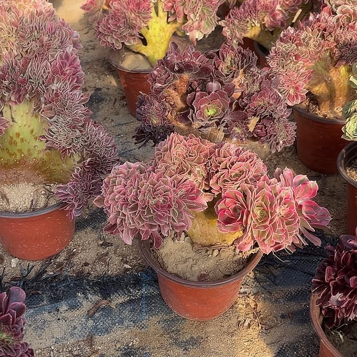 粉女巫，欧紫冠幅22厘米左右