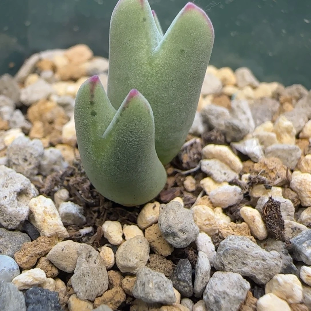 皮卡丘多肉植物一颗