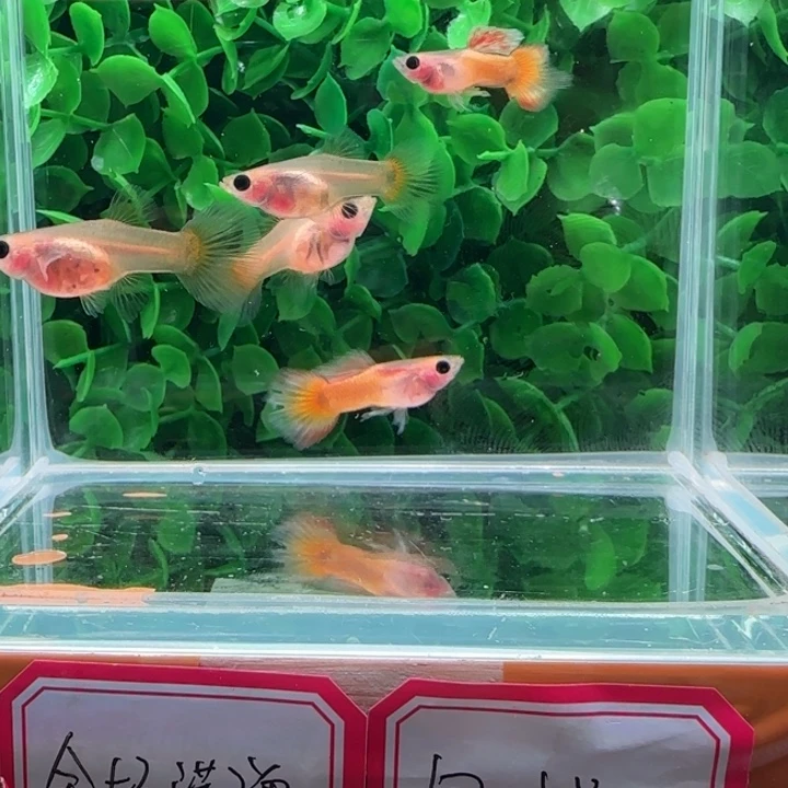 孔雀鱼12黄金玻璃猫两公