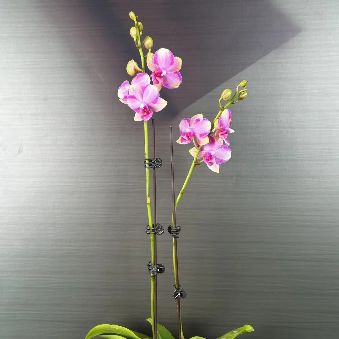 【花之漫】（梦幻水晶）2.8寸双剑蝴蝶兰客厅桌面花卉