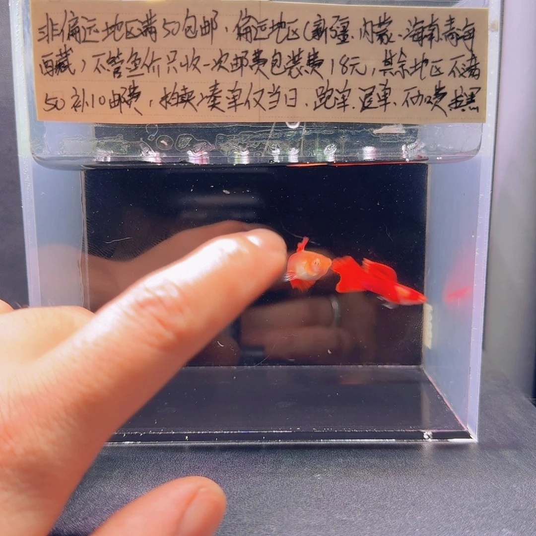 孔雀鱼爱尔金红尾一对