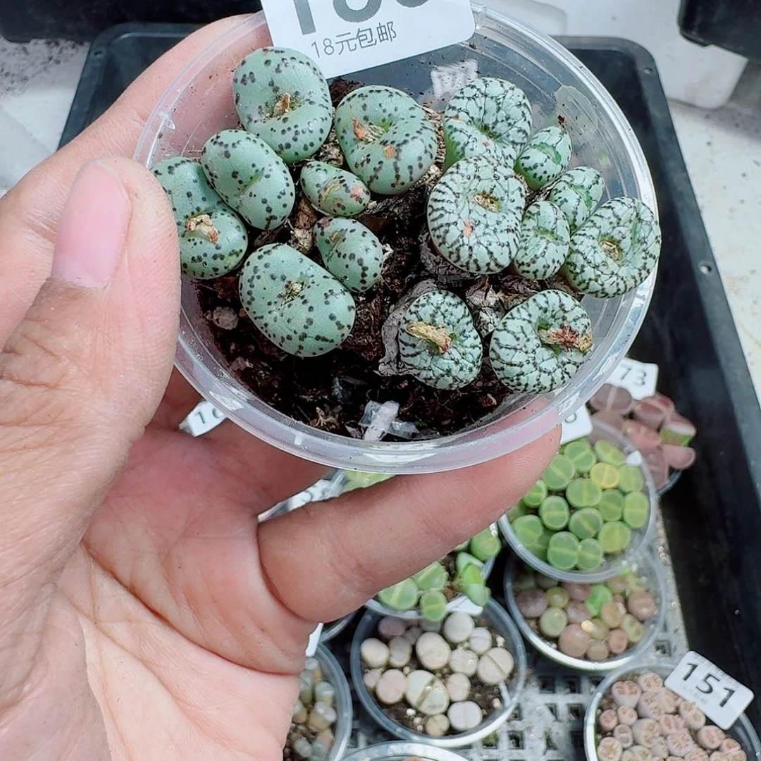 180多肉植物多肉植物