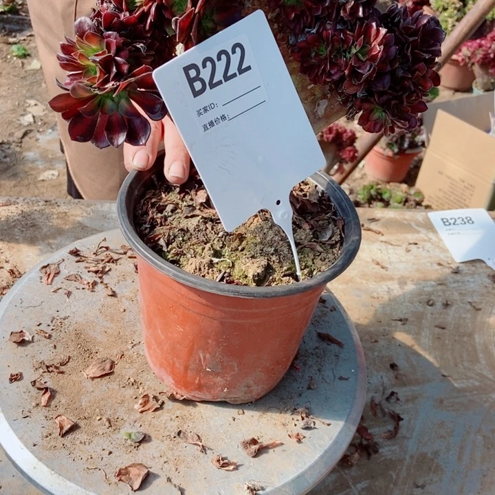 有***无B222华纳华纳华纳华纳
