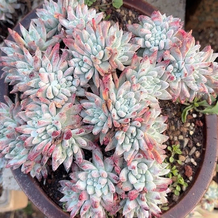 仙女杯多肉植物提取