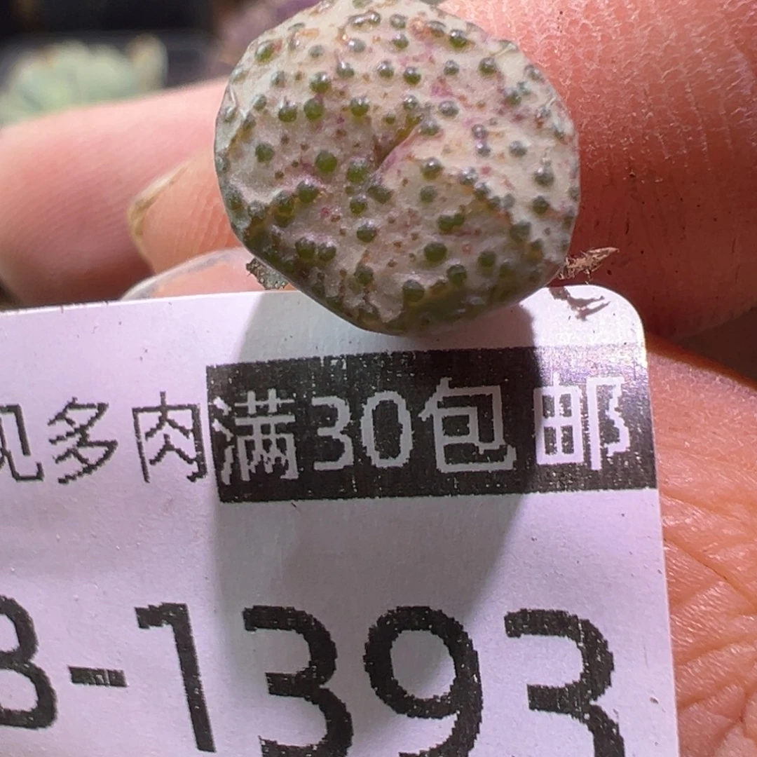 多肉植物1111111111111