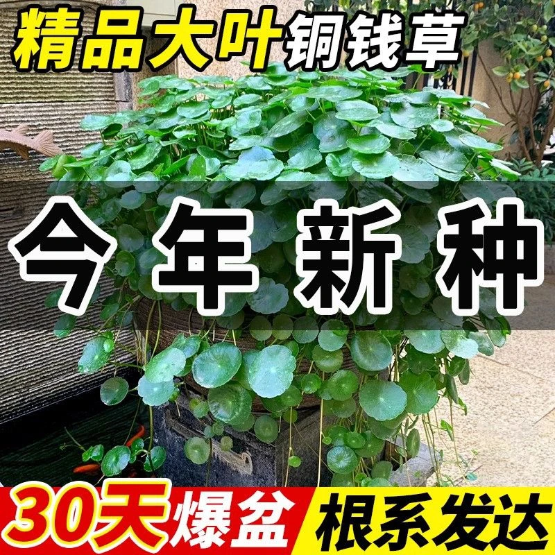 铜钱草种子室内四季速生可水培土培净化空气吸甲醛绿植金钱草种子